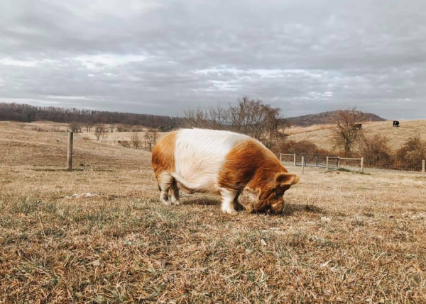 Wholesome Harvest Non-GMO Whole Grain Heritage Hog Feed 16% for all classes of swine Online